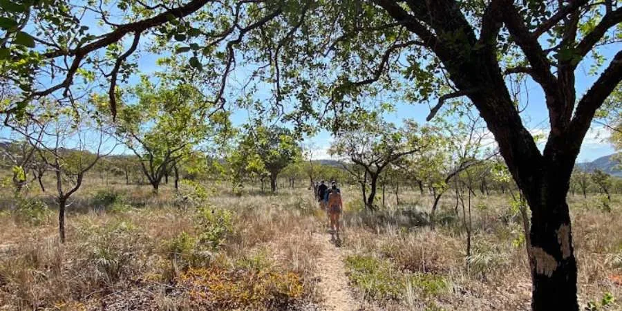 Caminho entre árvores do cerrado na Trilha dos Guardiões.